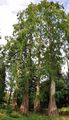 Dawn Redwood - Metasequoia glyptostroboides Hu & W. C. Cheng