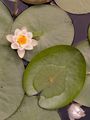 Candid Water-Lily - Nymphaea candida J. Presl & C. Presl
