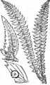 Lanzen-Schildfarn - Polystichum lonchitis (L.) Roth