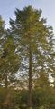 Douglas Fir - Pseudotsuga menziesii (Mirb.) Franco