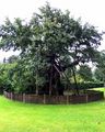 Pedunculate Oak - Quercus robur L.