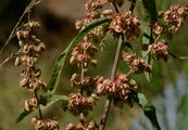 Curled Dock - Rumex crispus L.