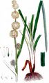 Unbranched Bur-Reed - Sparganium emersum Rehmann