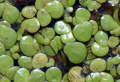 Greater Duckweed - Spirodela polyrhiza (L.) Schleid.