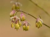 Small Meadow-Rue - Thalictrum simplex L.