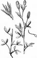 Hare's-Foot Clover - Trifolium arvense L.