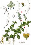 Wald-Ehrenpreis - Veronica officinalis L. 