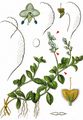 Heath Speedwell - Veronica officinalis L.