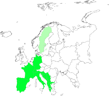 Seseli montanum