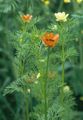 Summer Pheasant's-Eye - Adonis aestivalis L.