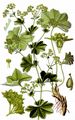 Spitzlappen-Frauenmantel - Alchemilla acutiloba Opiz