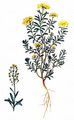Mountain Alison - Alyssum montanum L.
