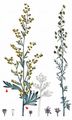 Wormwood - Artemisia absinthium L.