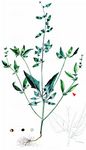 Stiel-Melde - Atriplex longipes Drejer 