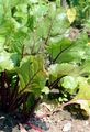 Futter-Rübe - Beta vulgaris L.
