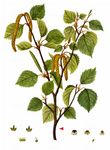 Moor-Birke - Betula pubescens Ehrh. 