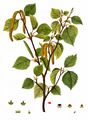 Downy Birch - Betula pubescens Ehrh.