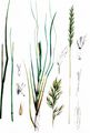 Narrow Small-Reed - Calamagrostis neglecta (Ehrh.) G. Gaertn. & al.