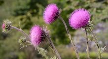 Musk Thistle - Carduus nutans L.