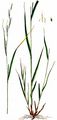 Dünnährige Segge - Carex strigosa Huds.