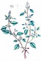 Stinking Goosefoot - Chenopodium vulvaria L.