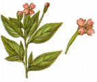 Mierenblättriges Weidenröschen - Epilobium alsinifolium Vill.