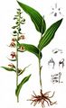 Broad-Leaved Helleborine - Epipactis helleborine (L.) Crantz