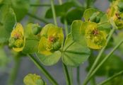 Esels-Wolfsmilch - Euphorbia esula L.