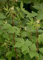 Meadowsweet - Filipendula ulmaria (L.) Maxim.