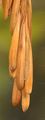 Red Ash - Fraxinus pennsylvanica Marshall
