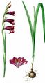 Sumpf-Siegwurz - Gladiolus palustris Gaudin