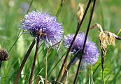 Nacktstenglige Kugelblume - Globularia nudicaulis L.