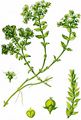 Salzmiere - Honckenya peploides (L.) Ehrh.
