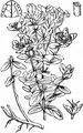 Imperforate St John's-Wort - Hypericum maculatum Crantz