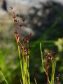 Alpen-Binse - Juncus alpinoarticulatus Chaix