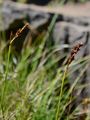 Zweiteiliges Schuppenried - Kobresia simpliciuscula (Wahlenb.) Mack.
