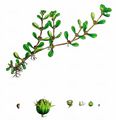 Water-Purslane - Lythrum portula (L.) D. A. Webb