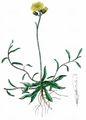 Eared Mouse-Ear-Hawkweed - Pilosella lactucella (Wallr.) P. D. Sell & C. West