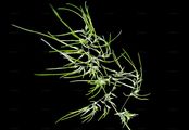 Bulbous Meadow-Grass - Poa bulbosa L.