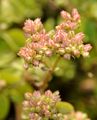Four-Leaved Allseed - Polycarpon tetraphyllum (L.) L.