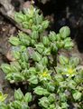 Four-Leaved Allseed - Polycarpon tetraphyllum (L.) L.