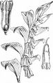 Solomon's-Seal - Polygonatum multiflorum (L.) All.