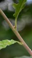 Downy Oak - Quercus pubescens Willd.