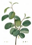 Alpen-Kreuzdorn - Rhamnus alpina L. 