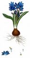 Sibirischer Blaustern - Scilla siberica Haw.