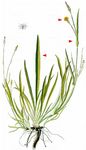 Kleinblütige Schwarzwurzel - Scorzonera parviflora Jacq. 