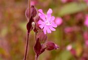 Rote Lichtnelke - Silene dioica (L.) Clairv.