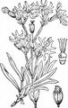 Kuckucks-Lichtnelke - Silene flos-cuculi (L.) Clairv.