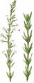 Tartar Catchfly - Silene tatarica (L.) Pers.
