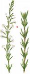 Tataren-Leimkraut - Silene tatarica (L.) Pers. 